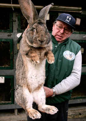 Flemish rabbit