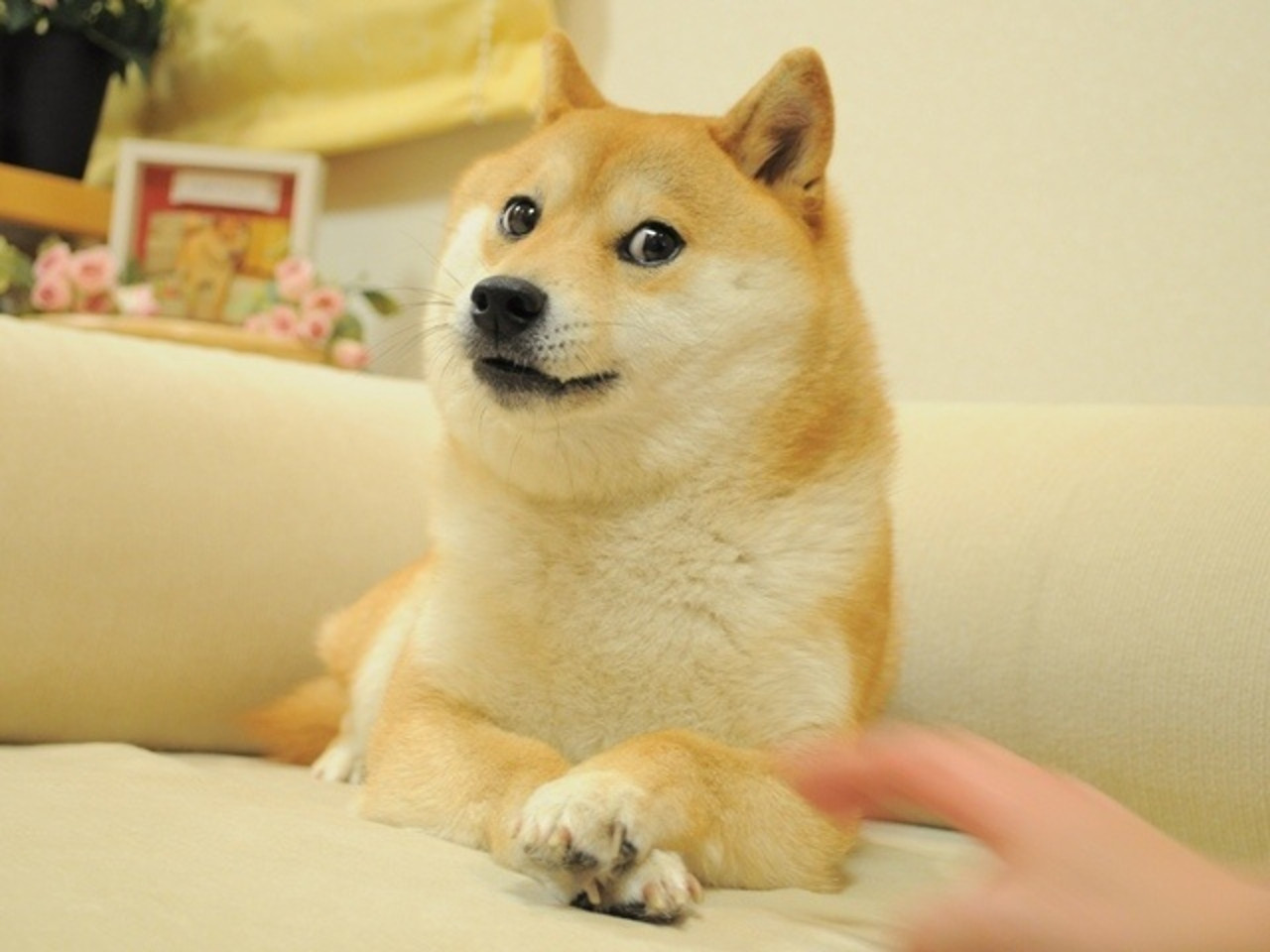 unleash the power of doge