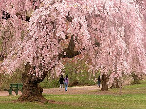 Cherry blossom - Wikipedia