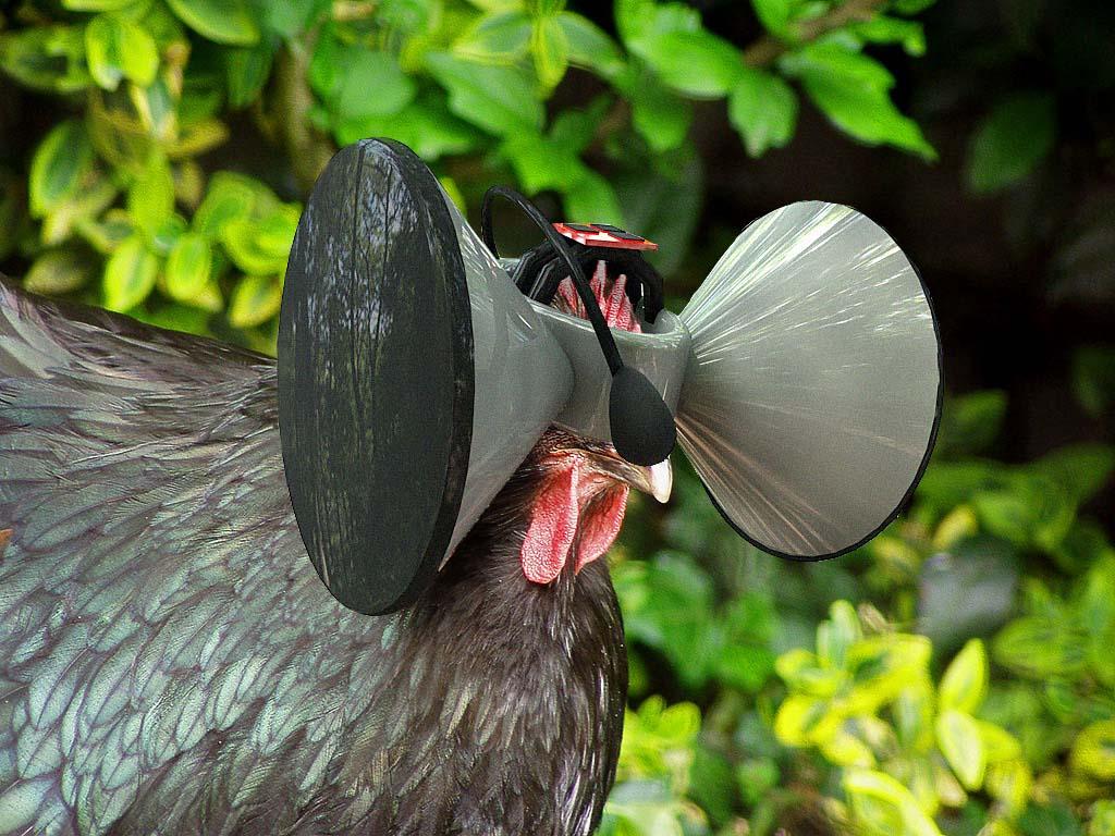 Chicken wearing a VR headset from Second Livestock