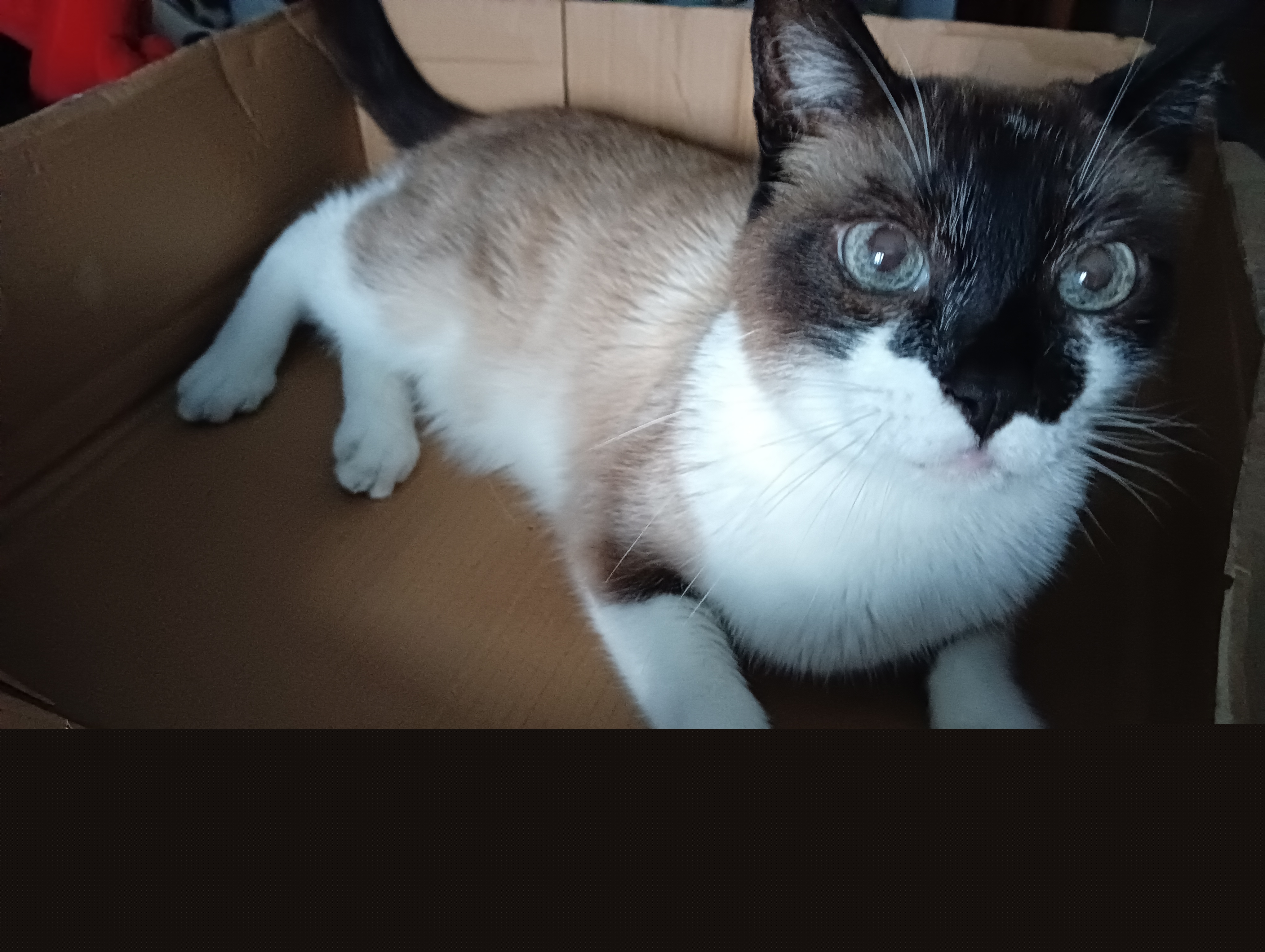 medium